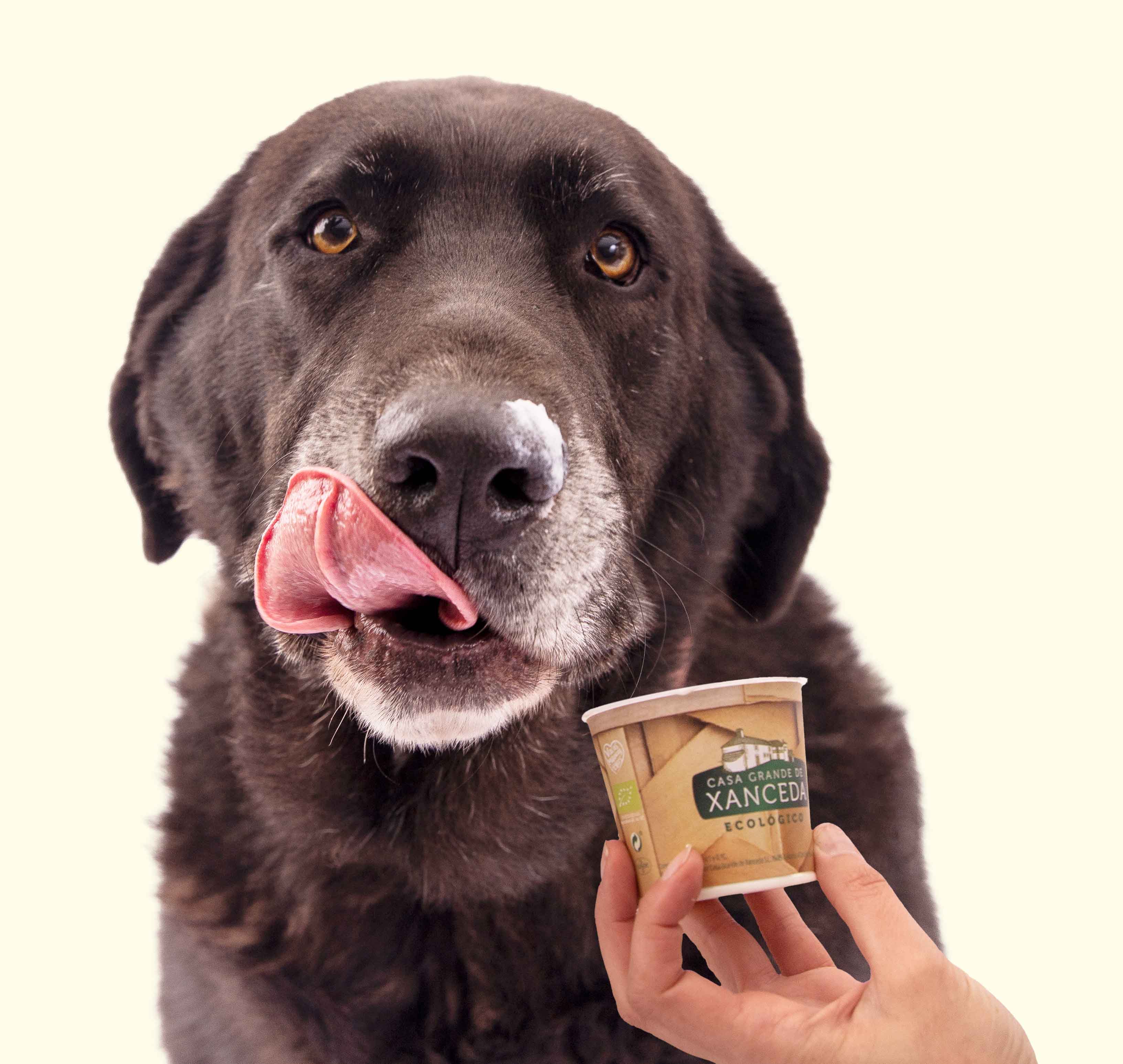 Perros que ayudan a perros